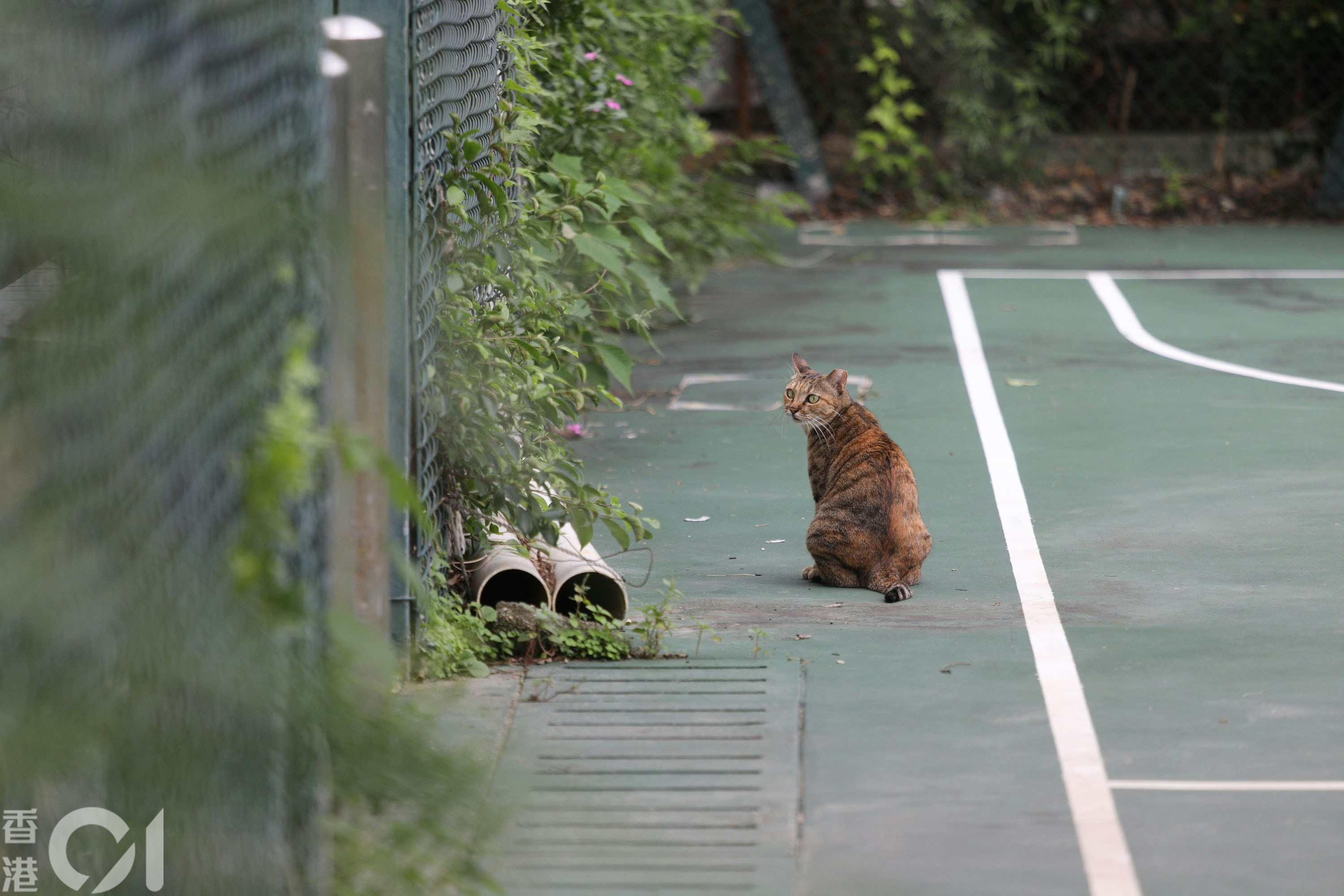 志愿者在鲤鱼门地区寻找流浪猫
