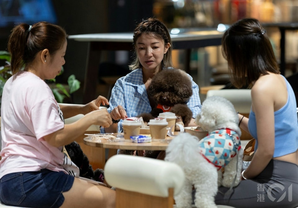 香港食环署放宽犬只进入食肆政策