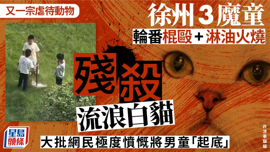 三名男童围堵白色流浪猫
