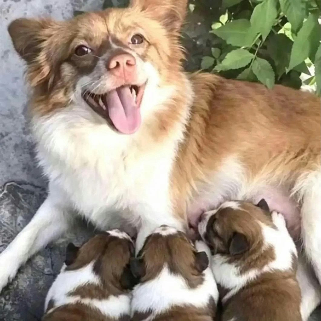 揭阳虐狗事件现场照片