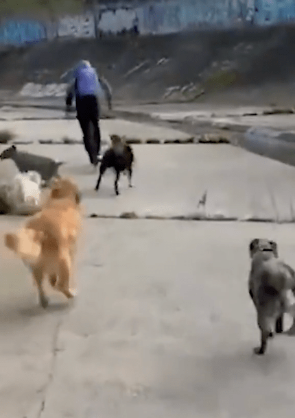 六只犬只围攻袭击者