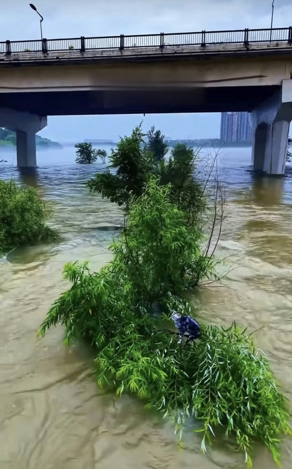 松花江洪水中被困树枝的虎斑猫
