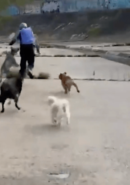 监控画面显示六只犬只追击袭击者
