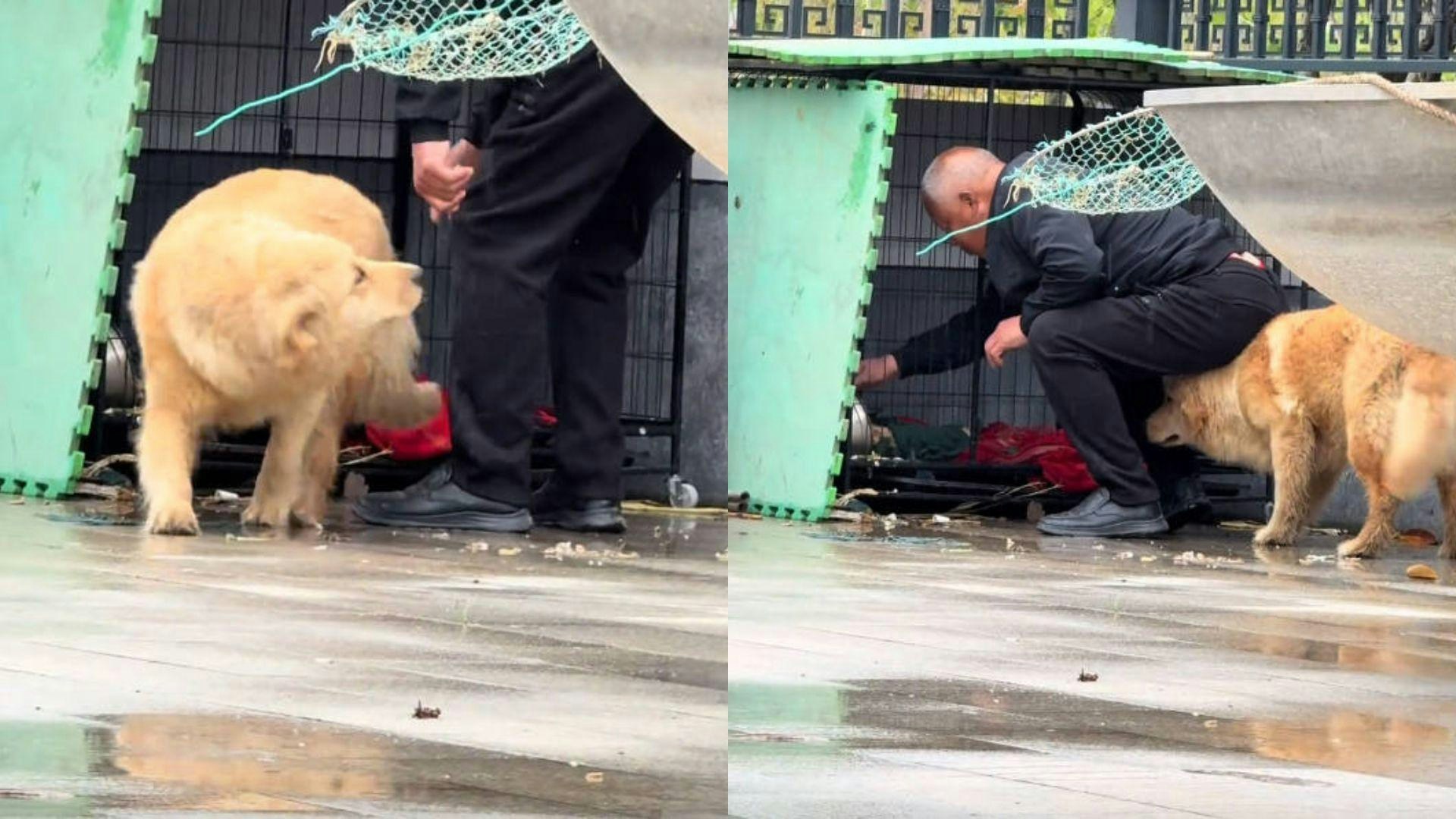 暖心！狗狗用头给爷爷当凳子避雨，网友：这才是真爱