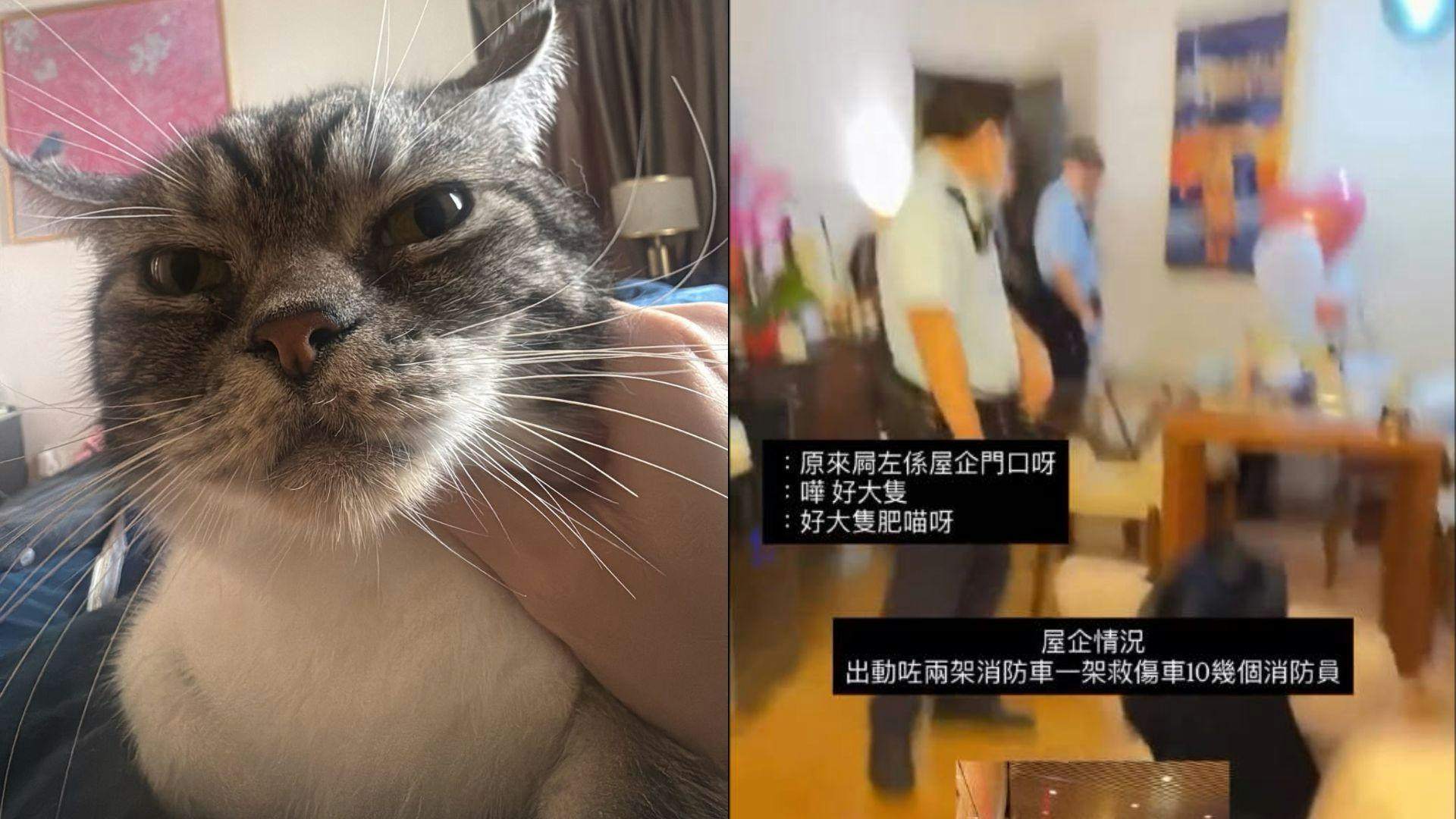 猫咪报复行为惊动全楼！邻居误将猫屎恶臭当凶杀案报警