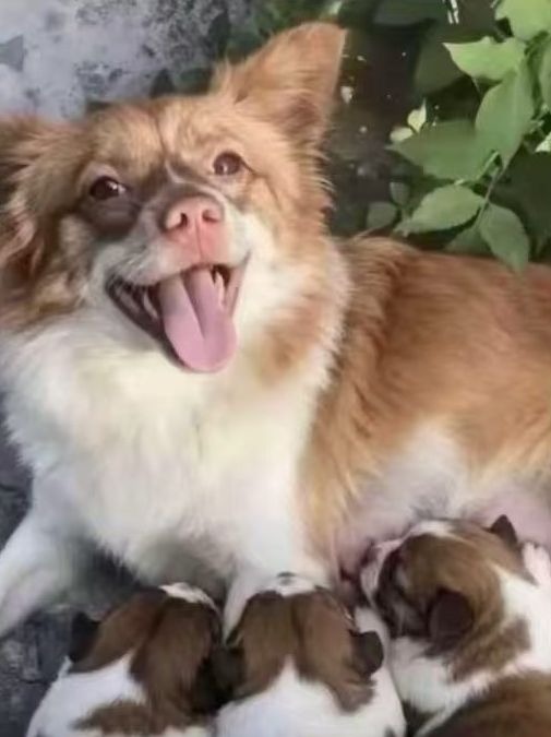 遇害犬只照片
