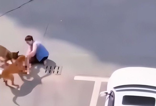 母亲奋力击打犬只头部，试图解救被咬幼童