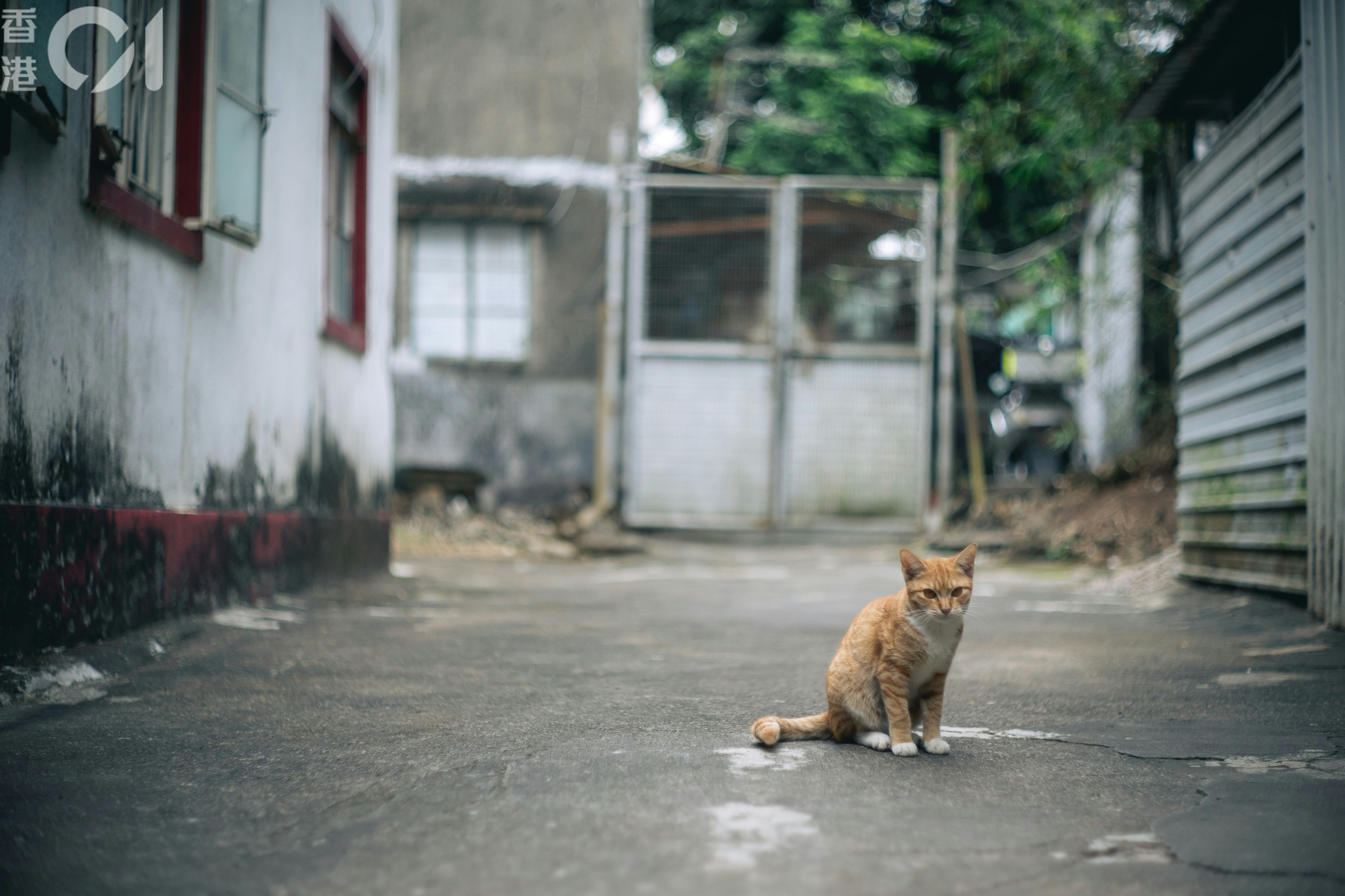 流浪猫救助场景示意图