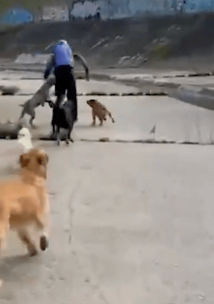 犬只咬伤袭击者腿部