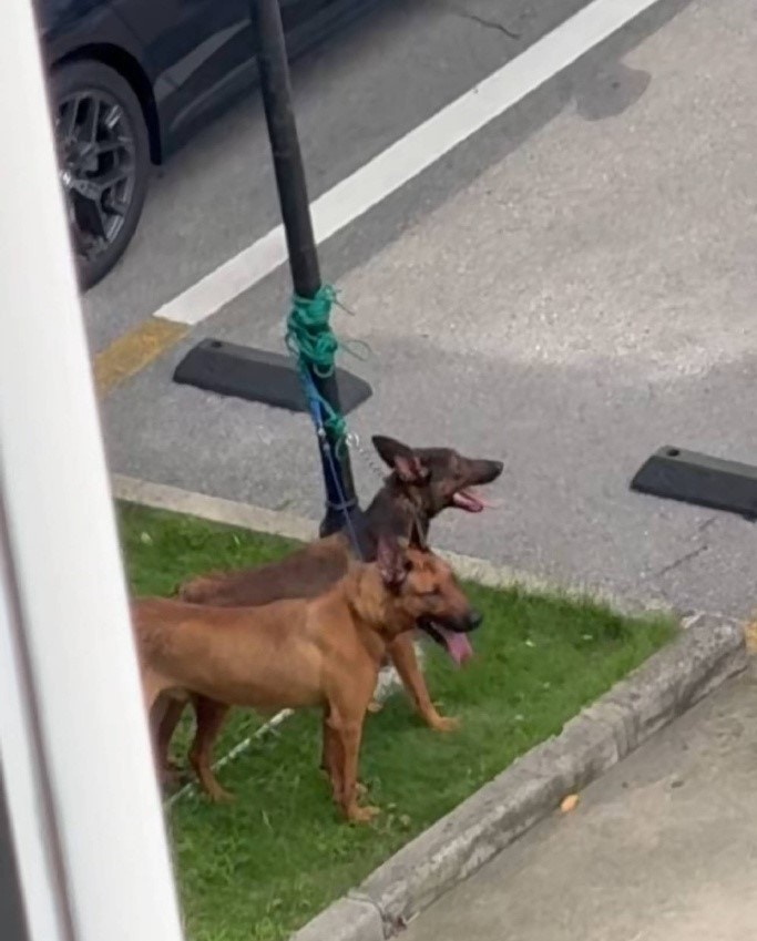涉事犬只从邻近小区逃出的路径示意图