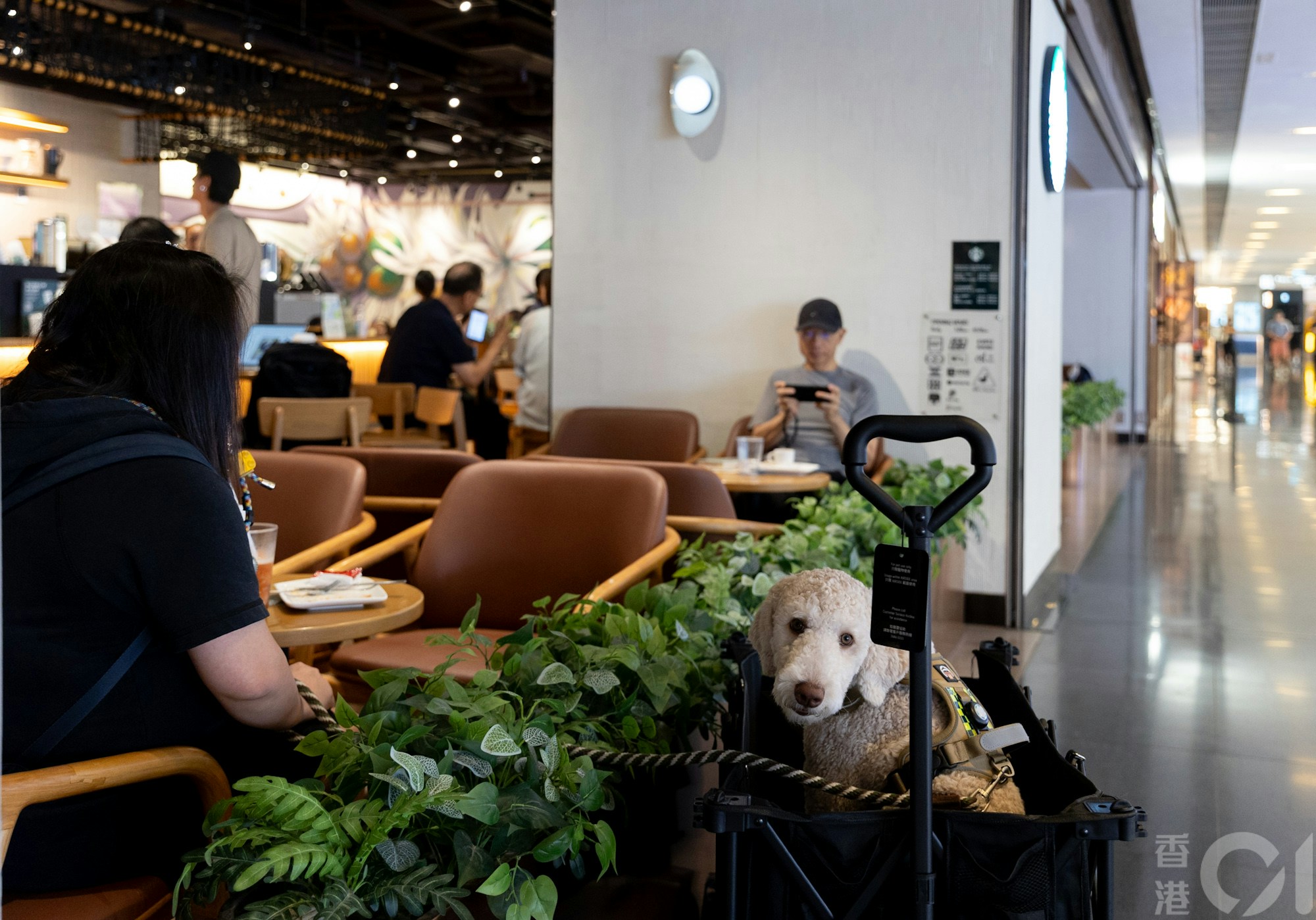 犬只须由成人使用牵引带控制