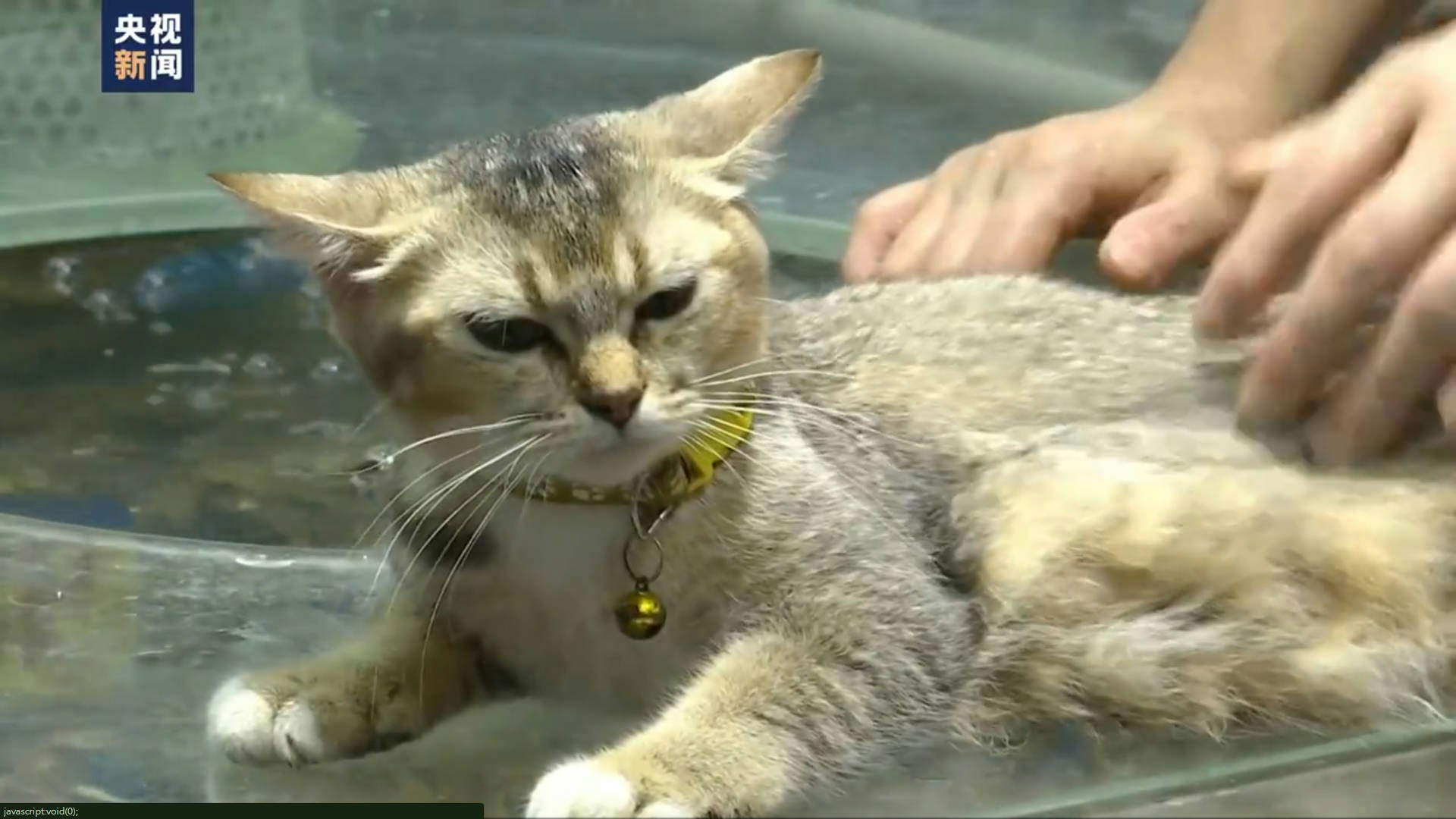 南宁海鲜摊18只猫咪店员集体营业