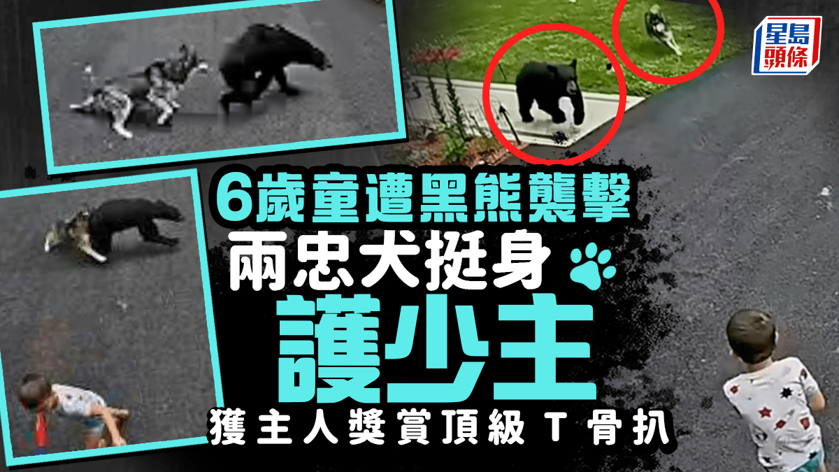 美国6岁童遭黑熊袭击｜混种哈士奇护主击退猛兽获赞
