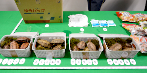 日本海关查获的走私活龟