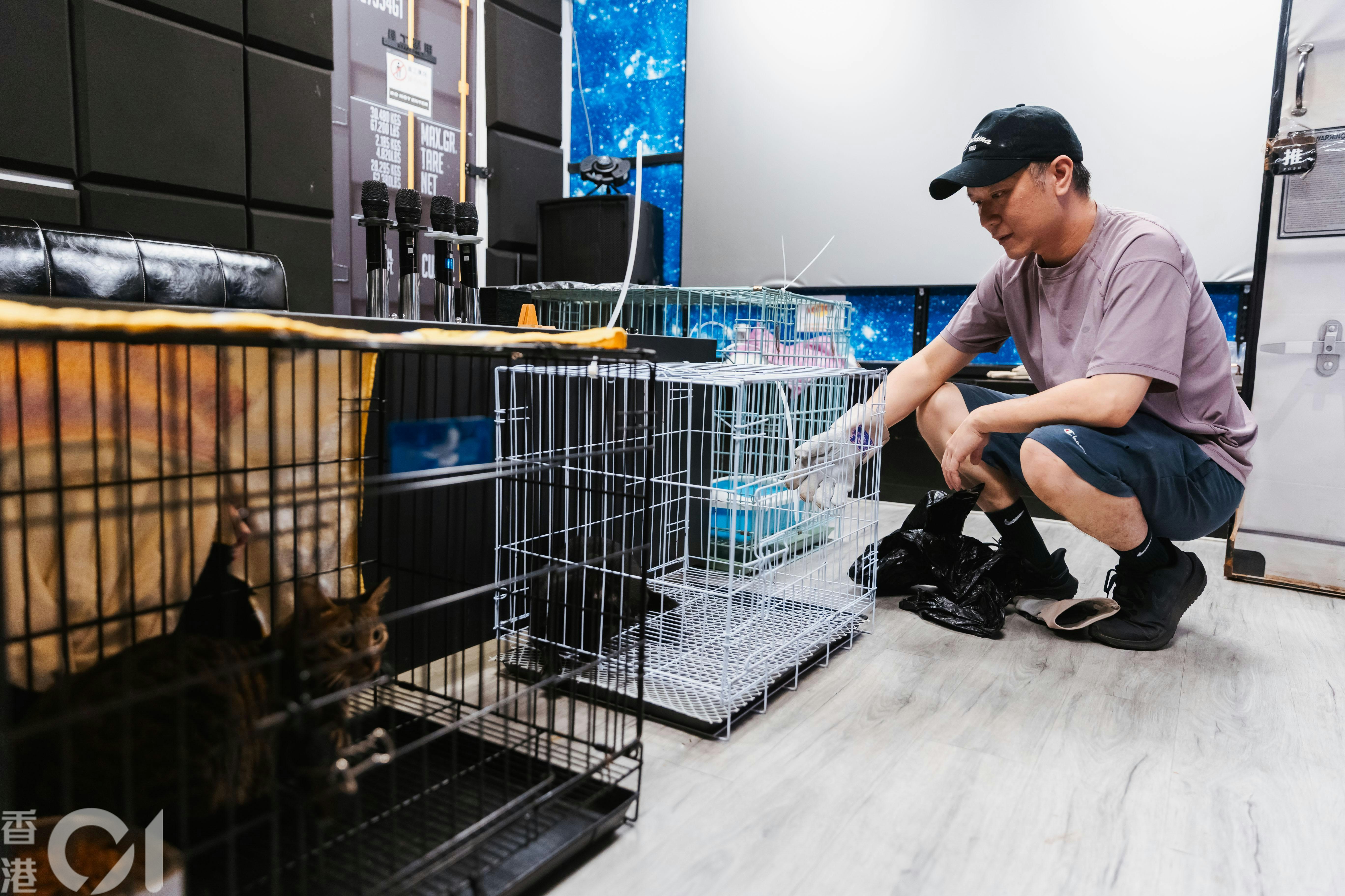 已被救助的流浪猫