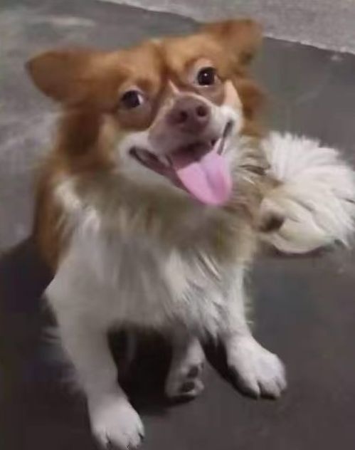 遇害母犬照片