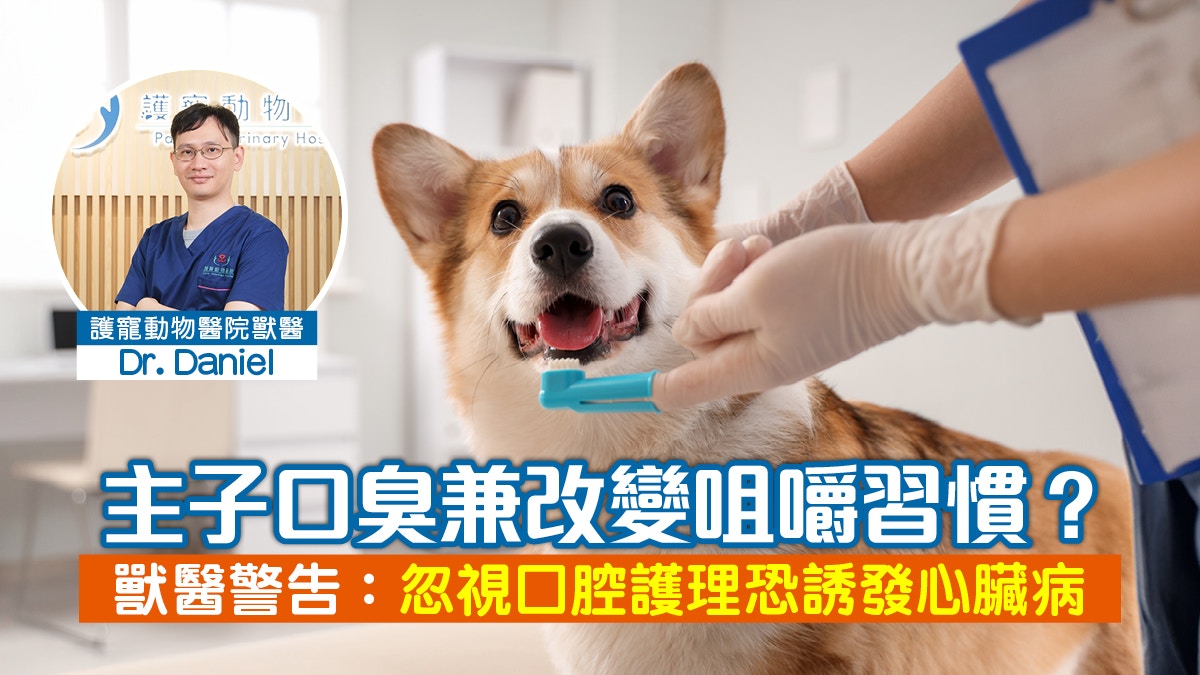 宠物口腔护理全攻略:从日常观察到专业洗牙的关键细节